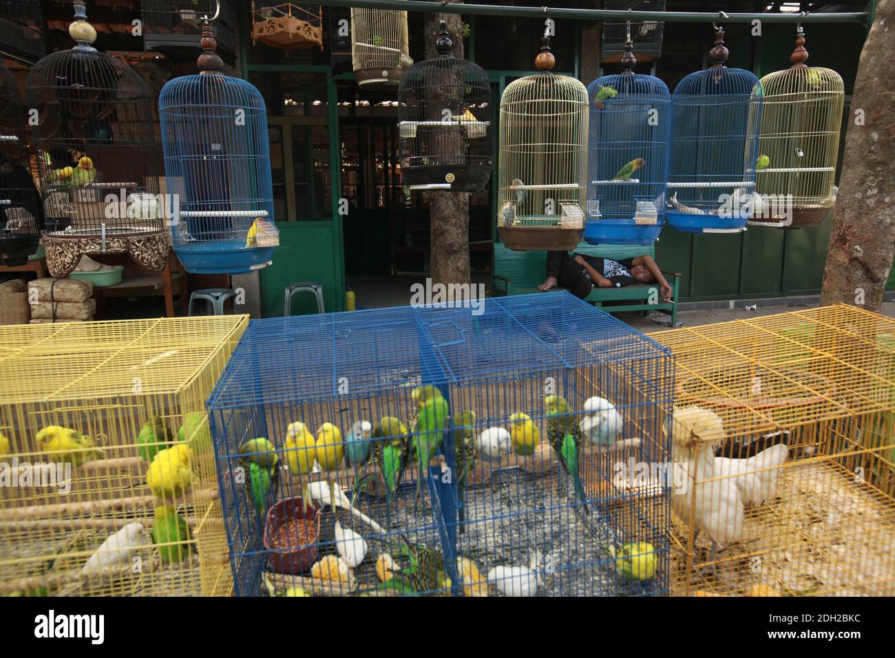 Il giovane venditore scivola accanto alle gabbie con diversi pappagalli al mercato degli uccelli a Yogyakarta, nel centro di Java, Indonesia. Foto Stock