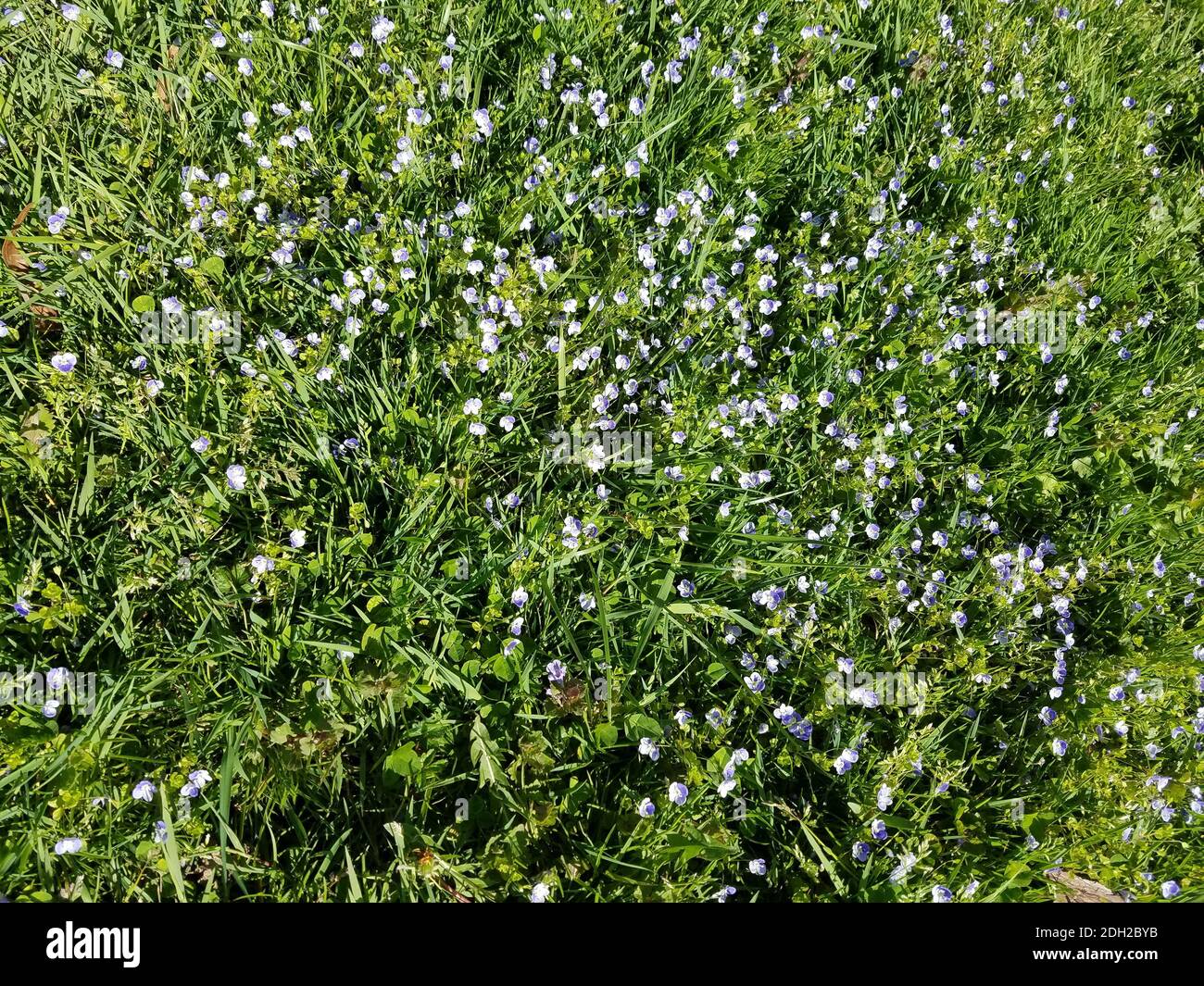 Paesaggio con viola viola viola fiore tappeto fiorito in primavera. Foto Stock