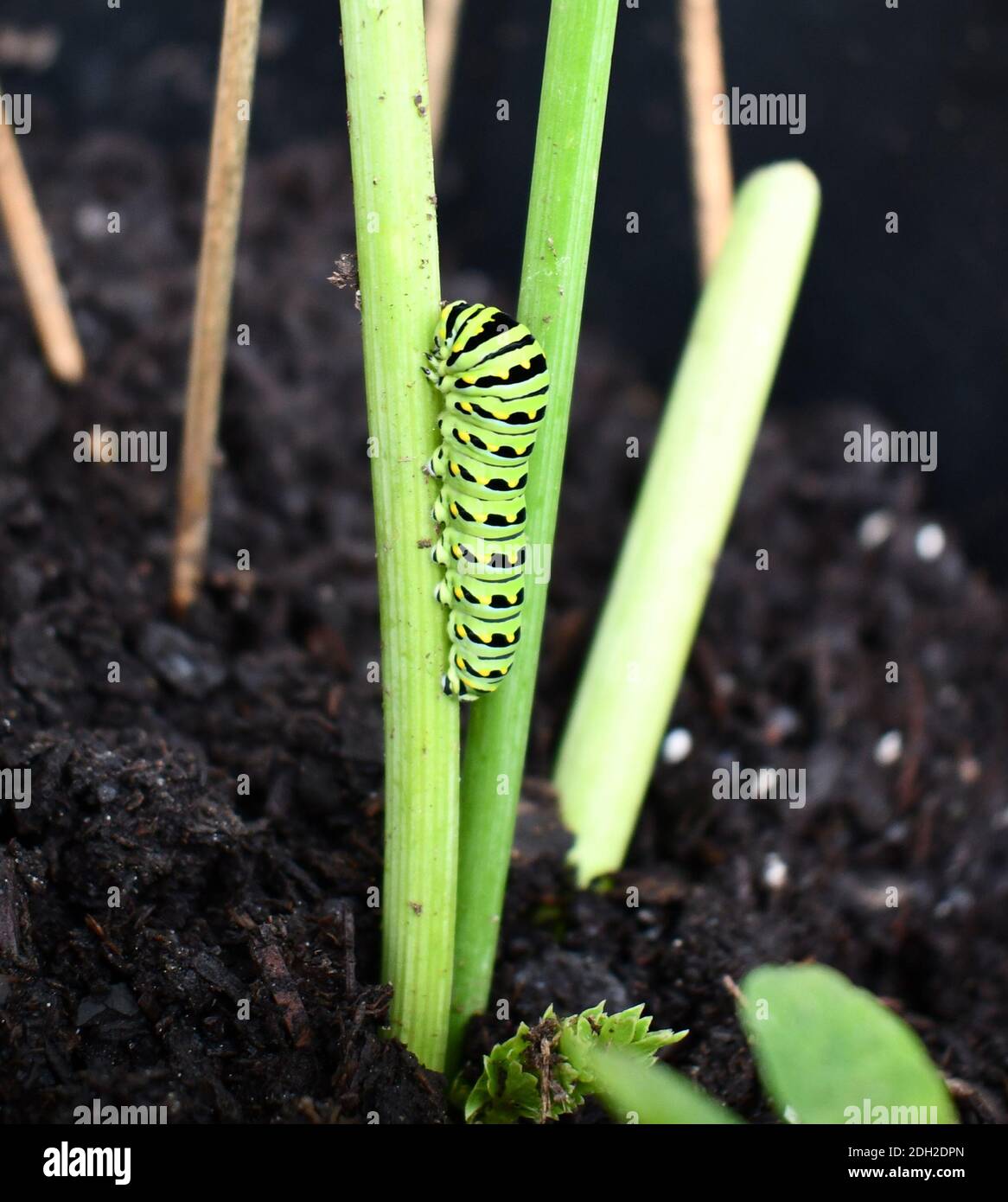 Caterpillar nella fase larvale dell'ordine di insetti Lepidoptera di farfalle e falene strisciate su un ramo. Foto Stock