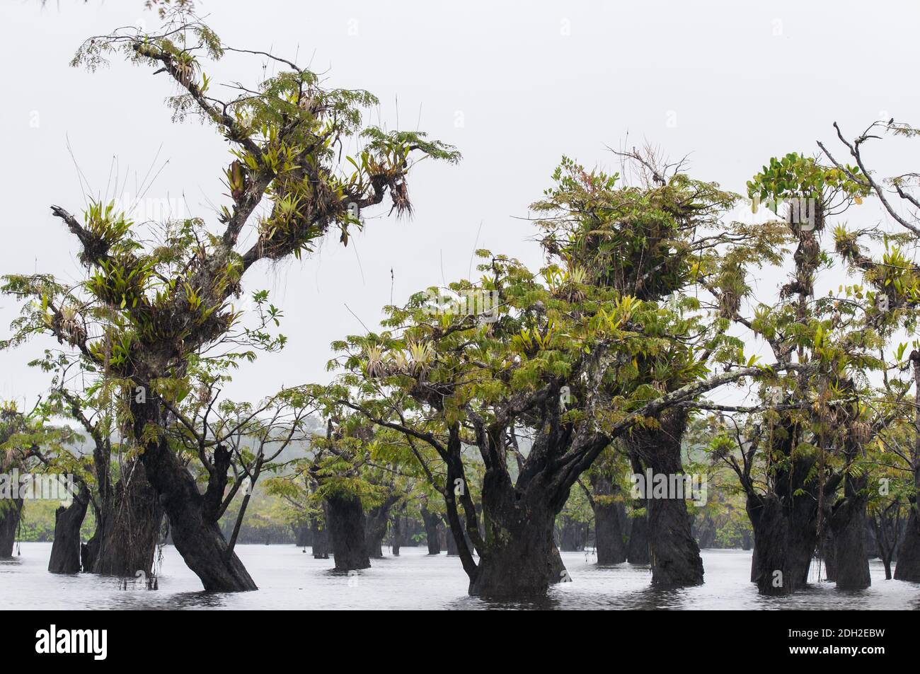 Gli alberi morti con bromeliacee nella riserva Cuyabeno, Amazzonia, Oriente, Ecuador. Foto Stock