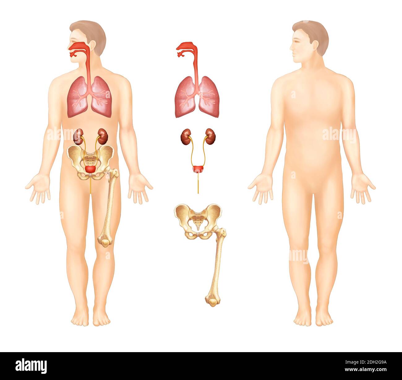 illustrazioni anatomiche di organi umani Foto Stock
