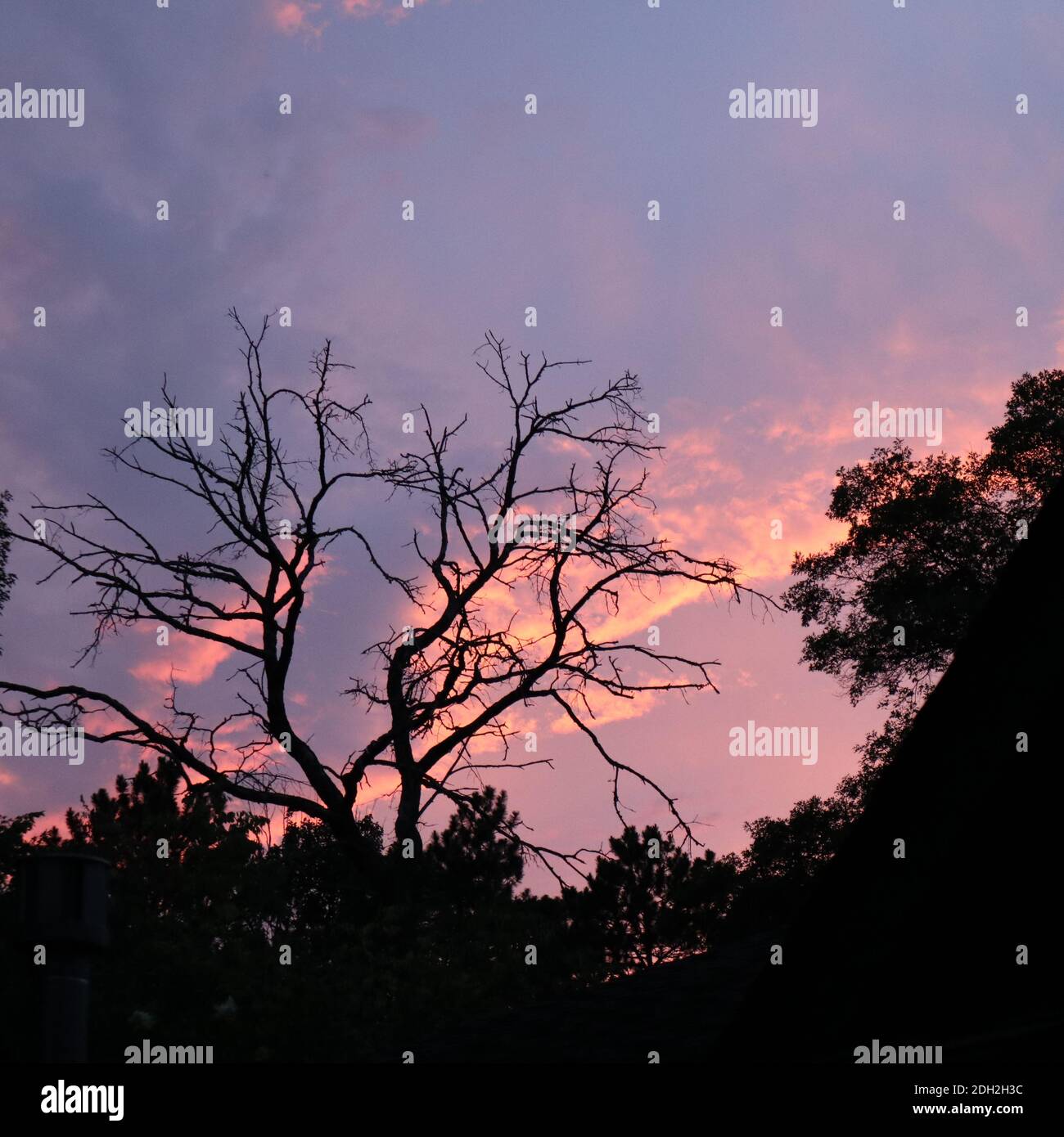 Quercia morta su un tramonto viola Foto Stock