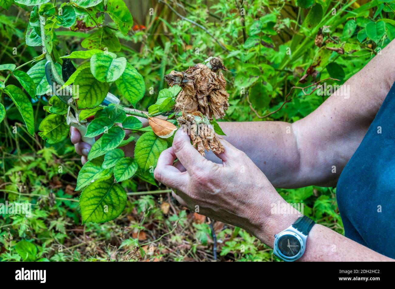 Donna rose a testa morta in giardino. Foto Stock