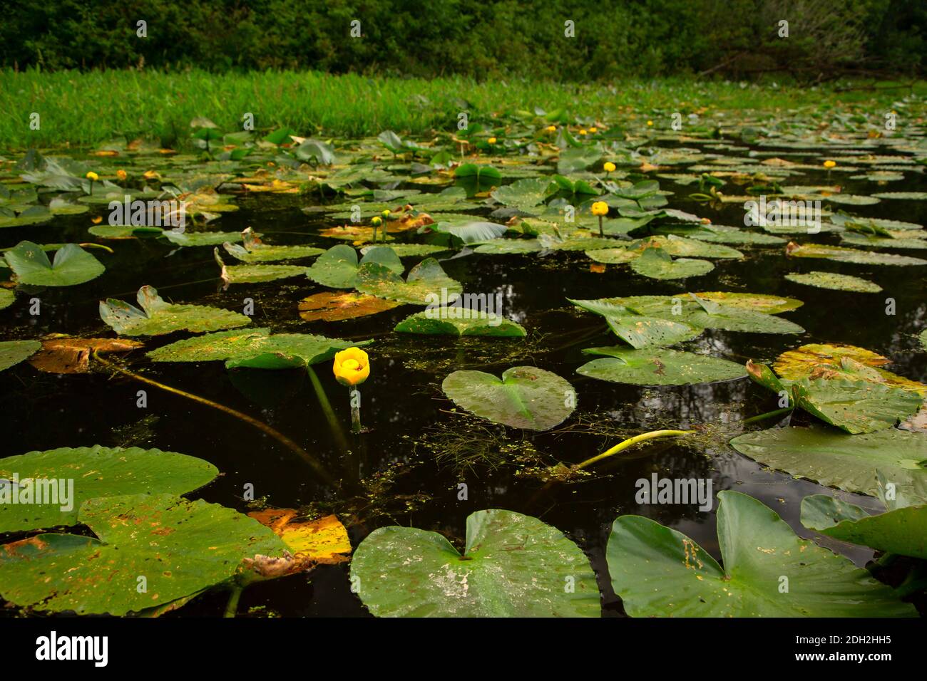 Yellow Pond Lily (Polisepala di Nuphar) sul lago Goose, Willamette Mission state Park, Oregon Foto Stock