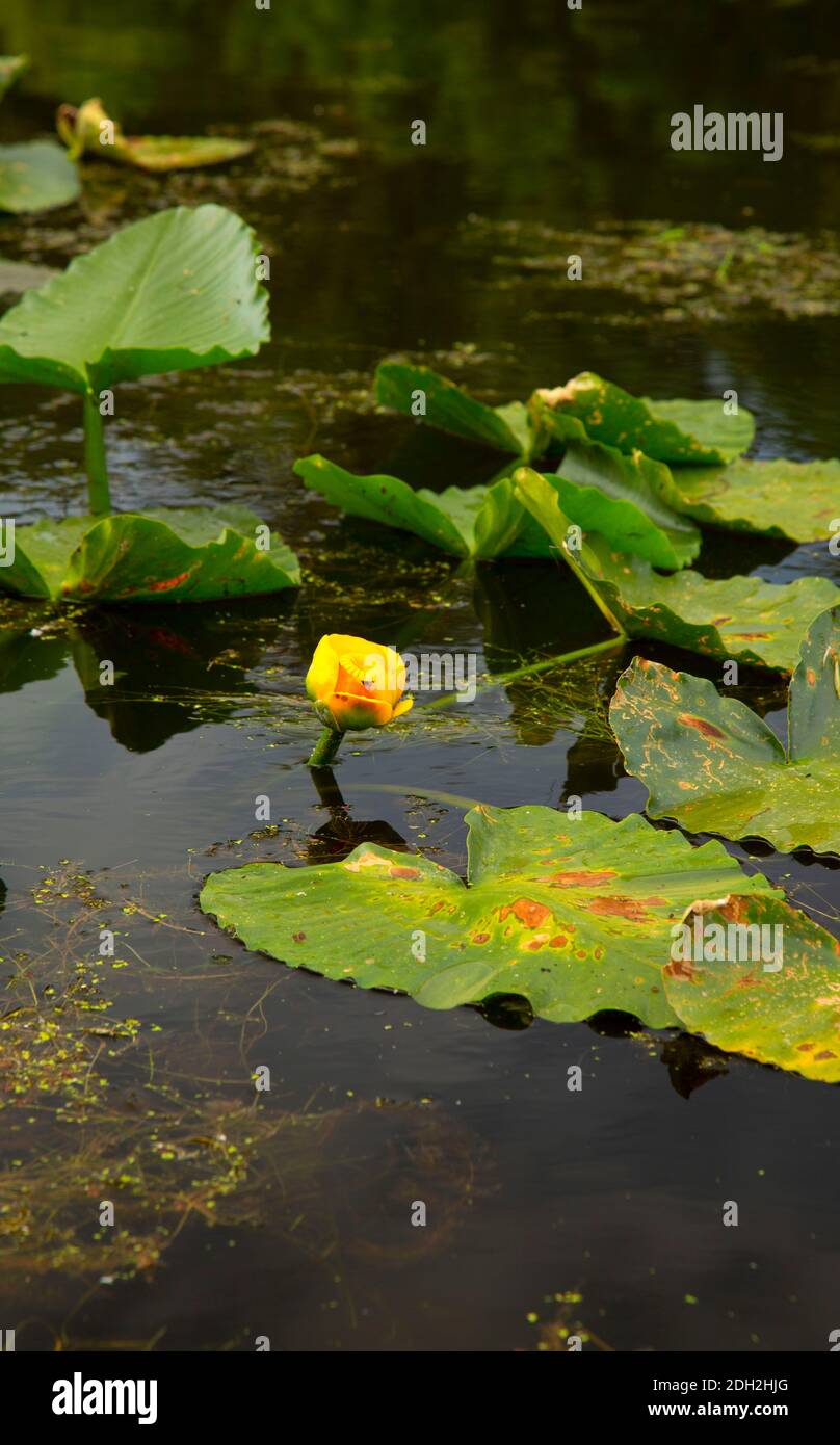 Yellow Pond Lily (Polisepala di Nuphar) sul lago Goose, Willamette Mission state Park, Oregon Foto Stock
