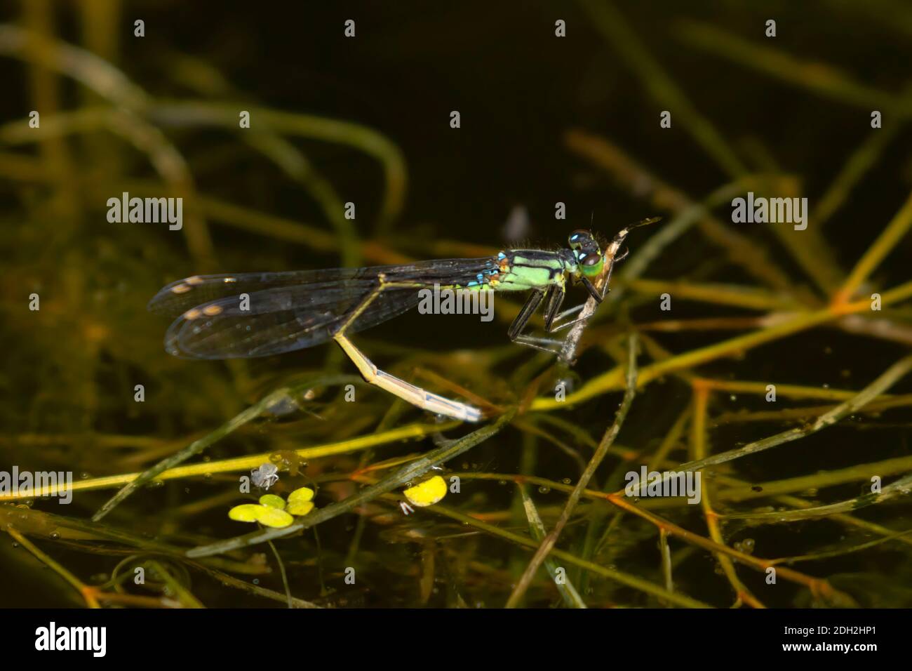 Dasselfly, Willamette Mission state Park, Oregon Foto Stock