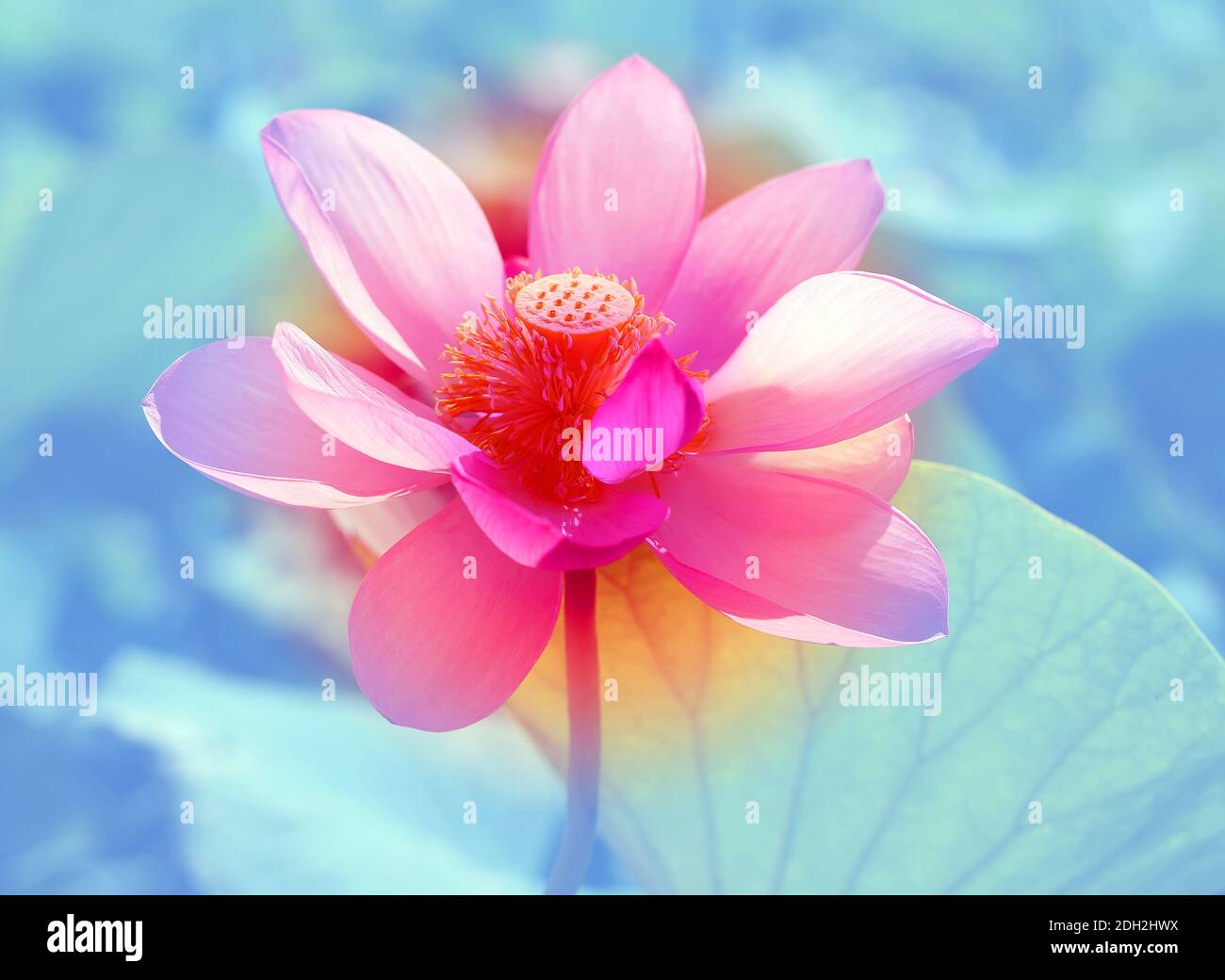 Foto macro di un bel fiore rosa di loto illuminato dal sole. Esempio di fiore di loto per lo yoga e la pubblicità Foto Stock