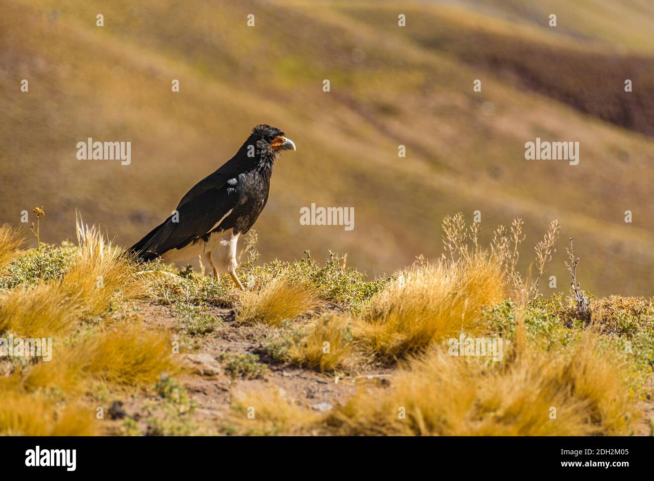 Aquila in piedi a terra, Aconcagua Park, Mendoza, Argentina Foto Stock