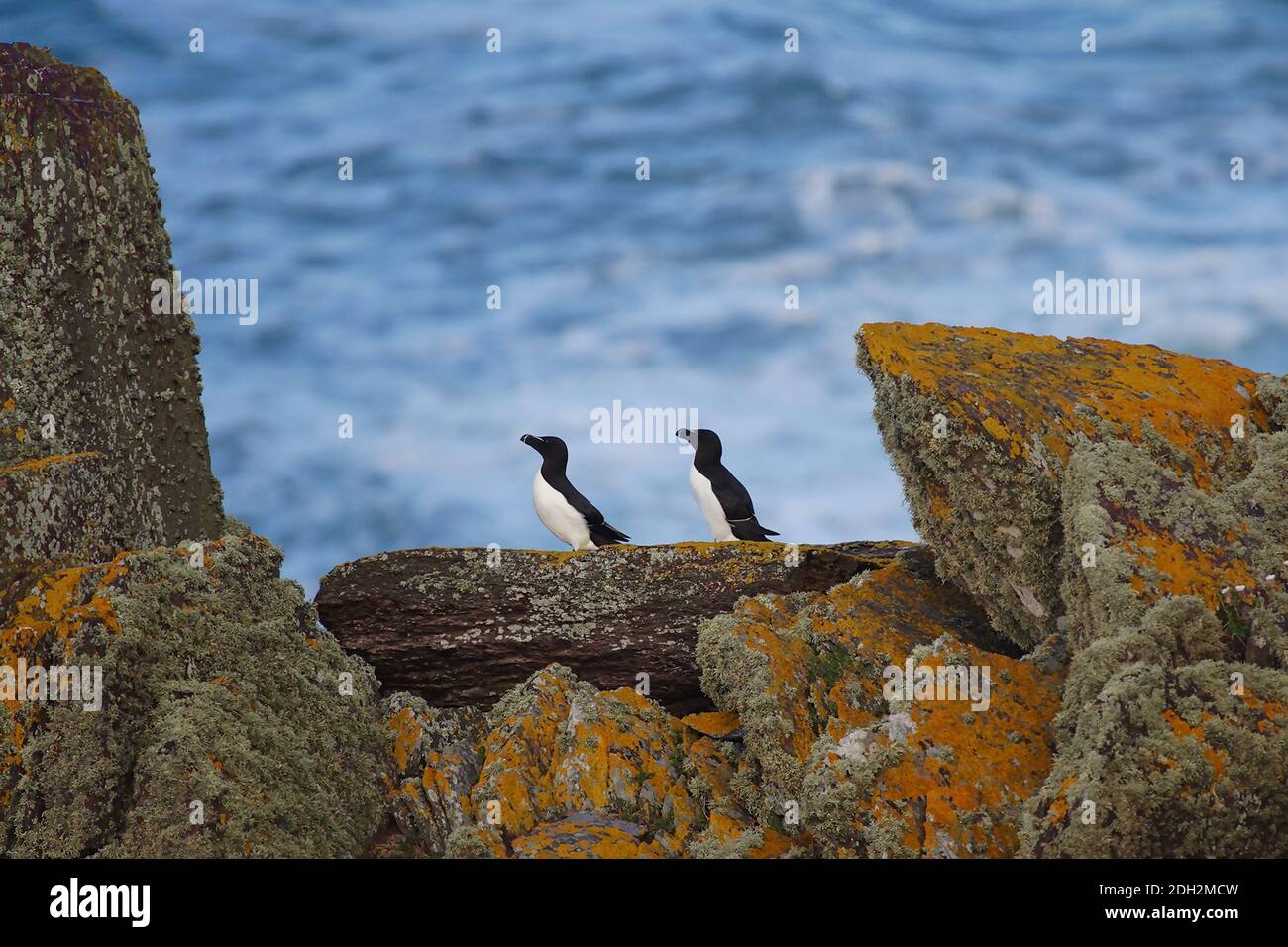 Coppia di Razorbills (uria aalge) On Rocks contro un mare blu Foto Stock