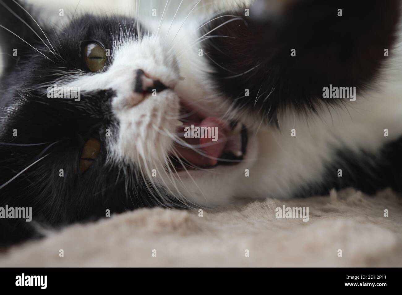 Divertente cute nero e bianco Tuxedo gatto sdraiato in sole su morbida coperta vicino alla finestra sul davanzale e guardando alla telecamera Foto Stock