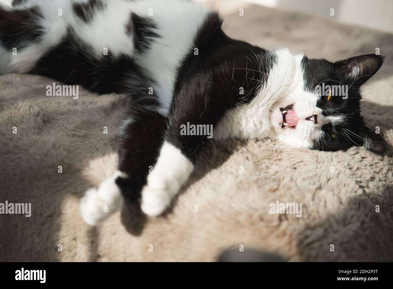 Divertente cute nero e bianco Tuxedo gatto sdraiato in sole su morbida coperta vicino alla finestra sul davanzale e guardando alla telecamera Foto Stock