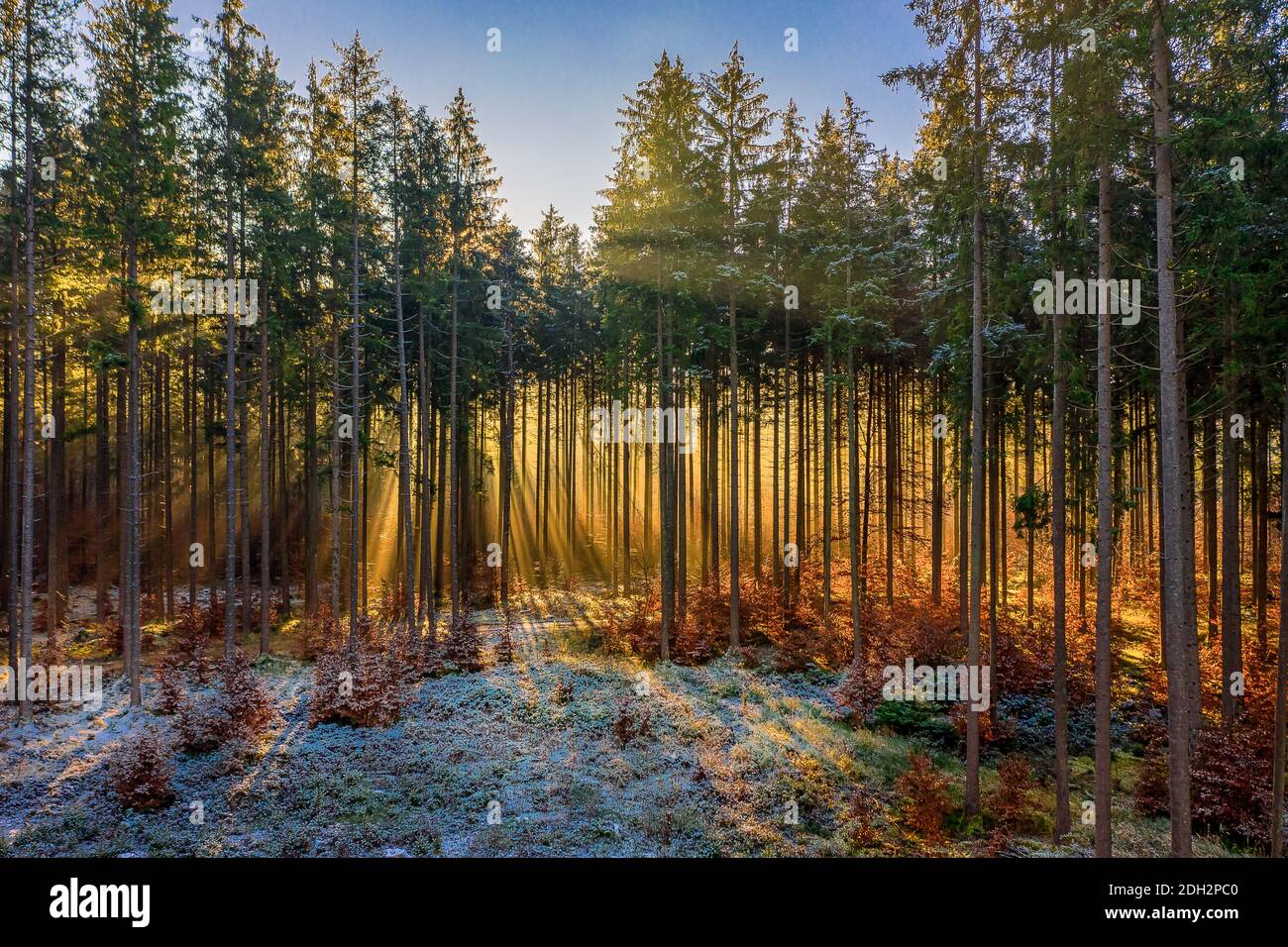 Meravigliosa luce dorata al mattino presto nella foresta. La luce del sole splende attraverso le cime degli alberi, riscaldando il terreno ghiacciato e coperto di neve. Foto Stock