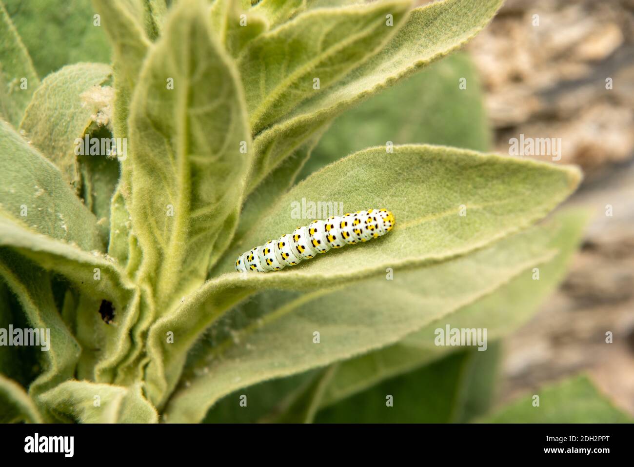 Brazunwurz monaco caterpillar Foto Stock