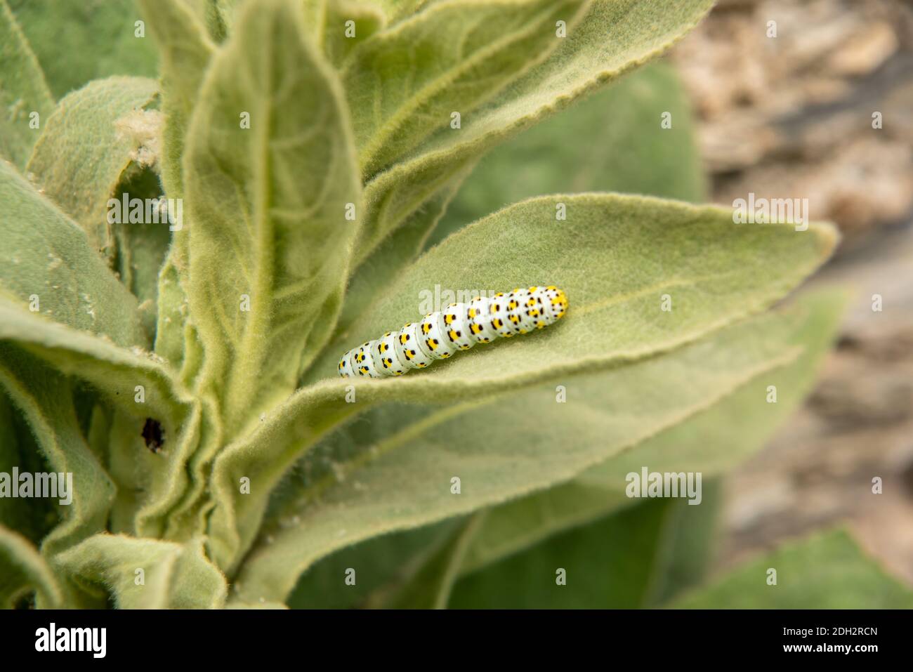 Brazunwurz monaco caterpillar Foto Stock