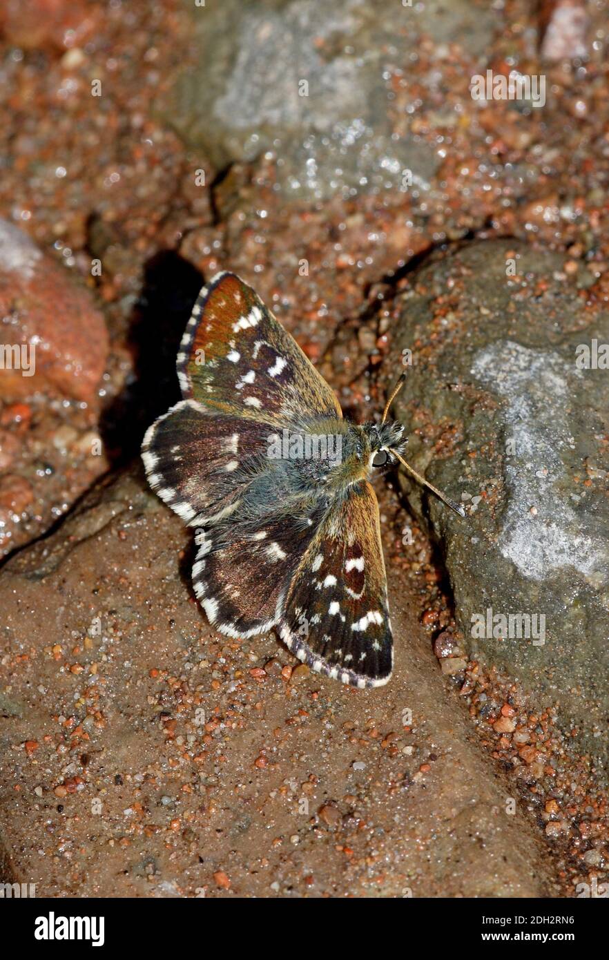 Persiano Skipper Butterfly (Spialia phlomidis) adulto con ali aperte che beve da terra bagnata Tien Shan montagne, Kazakhstan Giugno Foto Stock