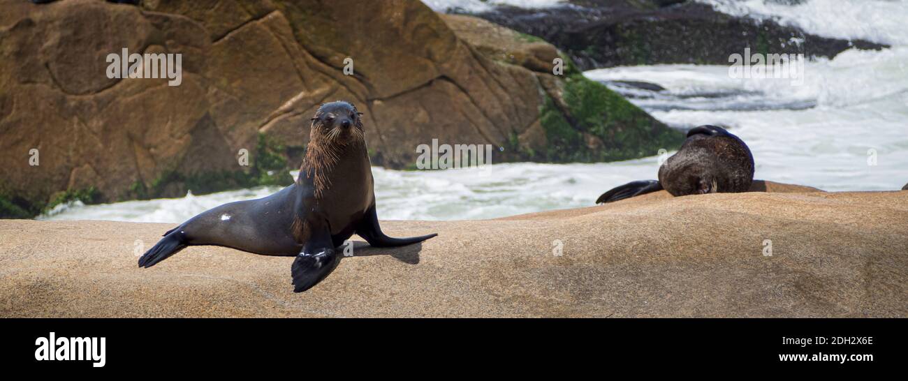 Leone di mare nella riserva naturale di Cabo Polonio in Uruguay Foto Stock