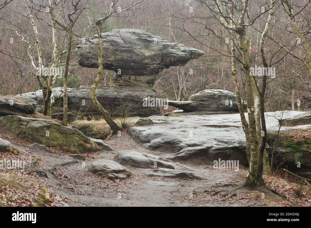 Formazioni rocciose di Toadstool e tartarughe nelle grandi rocce di Tisa (Velké Tiské stěny) nella Svizzera boema (České Švýcarsko) nella Boemia settentrionale, Repubblica Ceca. Foto Stock