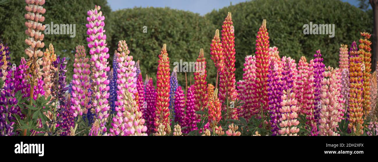 lupin fiori di diversi colori nella città di Ushuaia Argentina Foto Stock