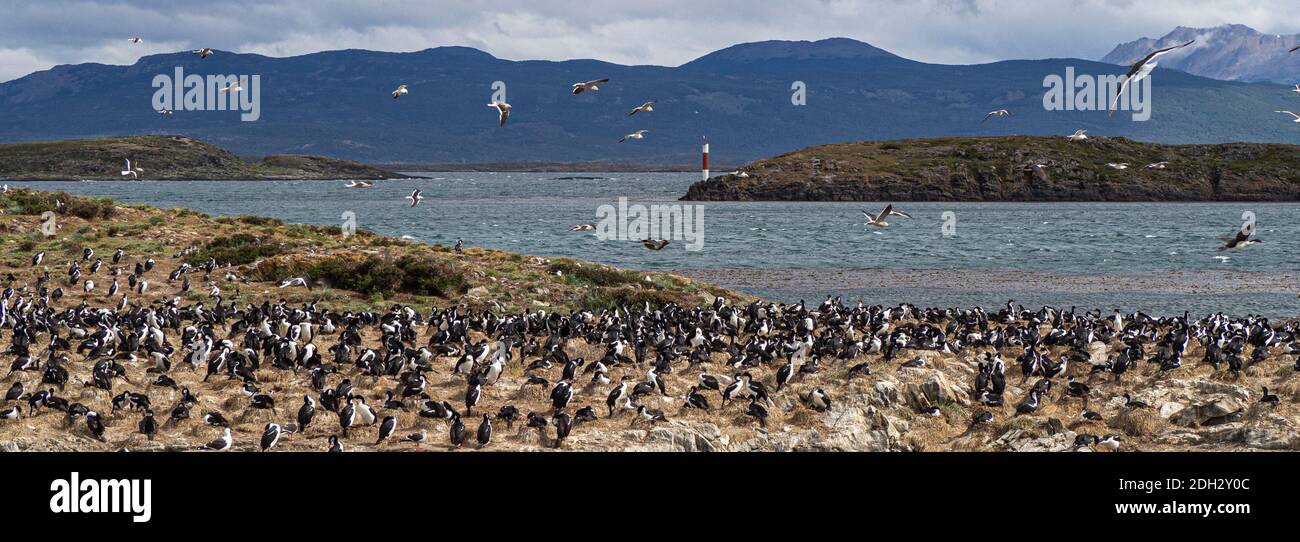 L'isola degli uccelli nel canale di Beagle in Di fronte alla città di Ushuaia in Tierra del Fuego Foto Stock