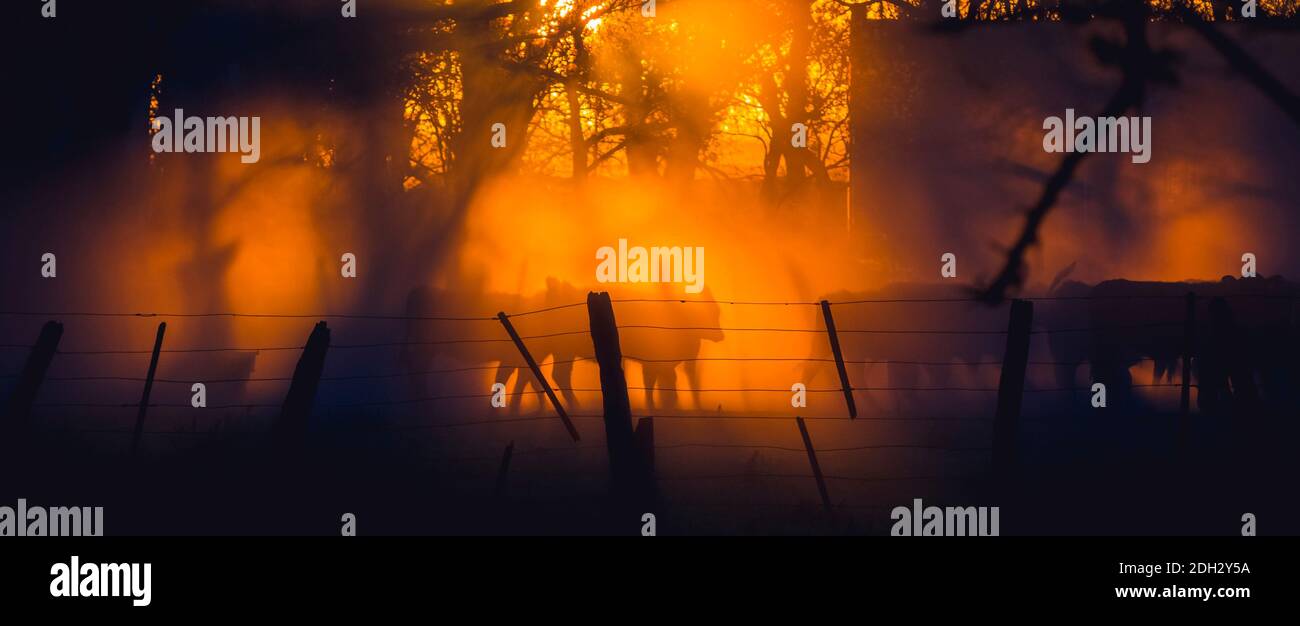 mandria di mucche al tramonto con raggi solari e sagome In Argentina Foto Stock