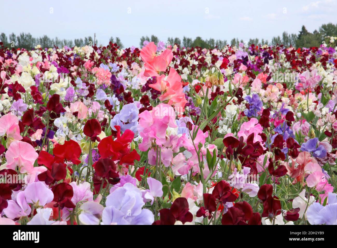 Piselli dolci in un campo fiori multicolore fino ad ora come l'occhio può vedere Foto Stock