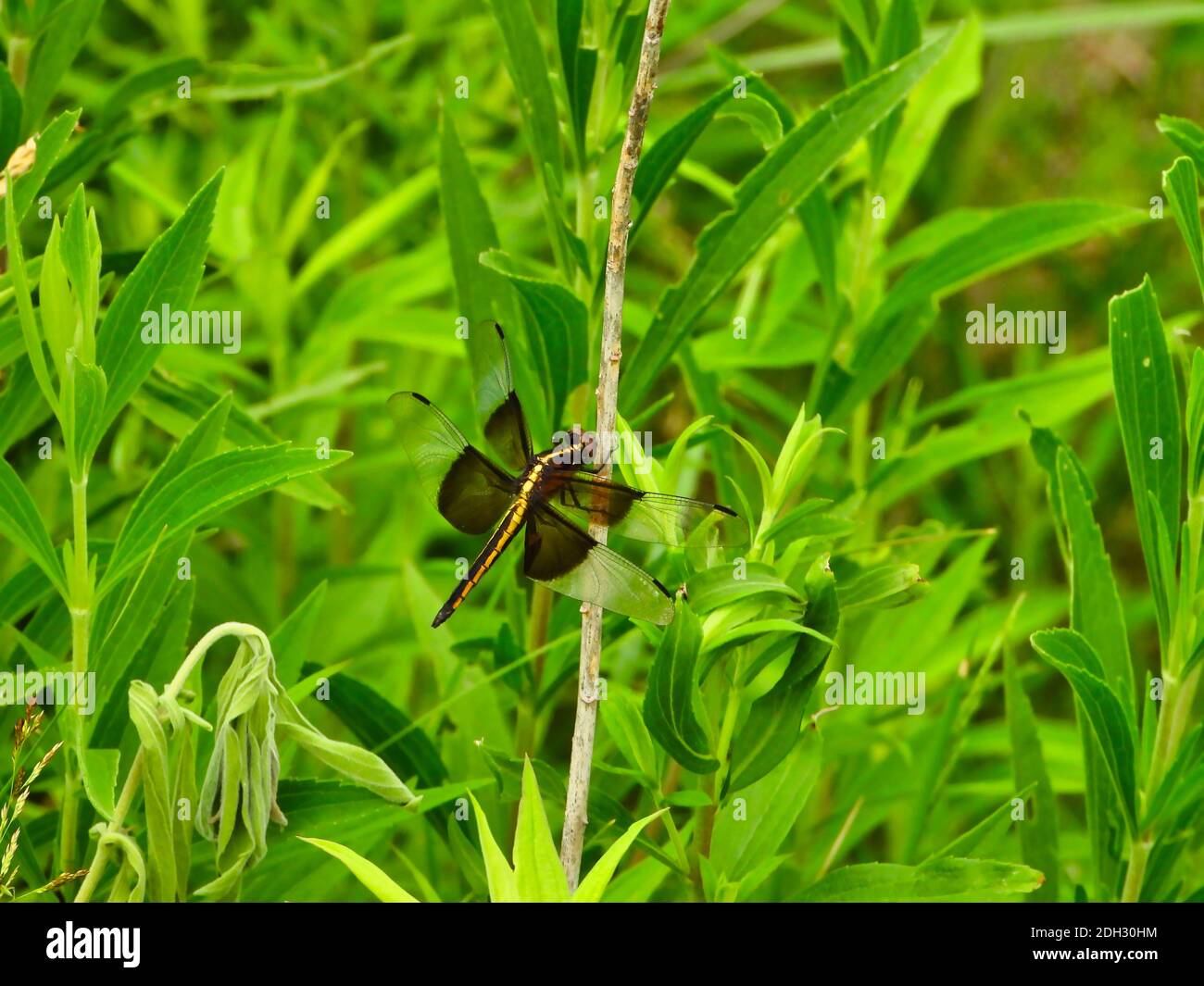 Saddlebag Dragonfly in giallo e nero UNA vista laterale Holding Su per gambo fra le foglie verdi vibranti e il Foliage sopra Giorno estivo soleggiato Foto Stock