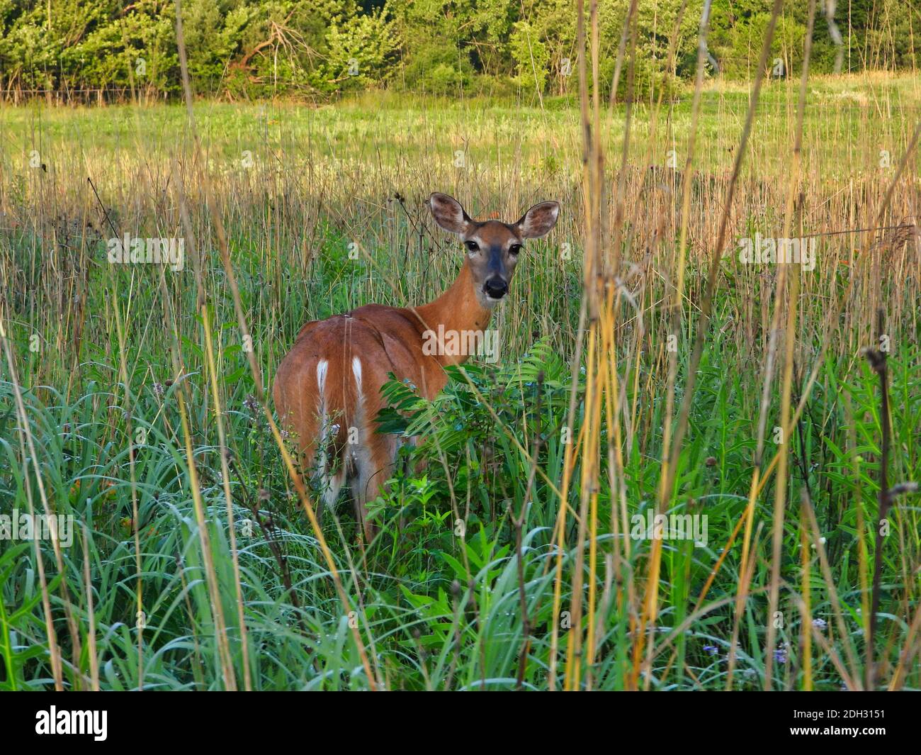 Il Deer dalla coda bianca dona un look glancing all'indietro mentre si sta in piedi in alto Prato in erba con entrambe le orecchie su e fuori e verde E Brown Grass circostante Foto Stock