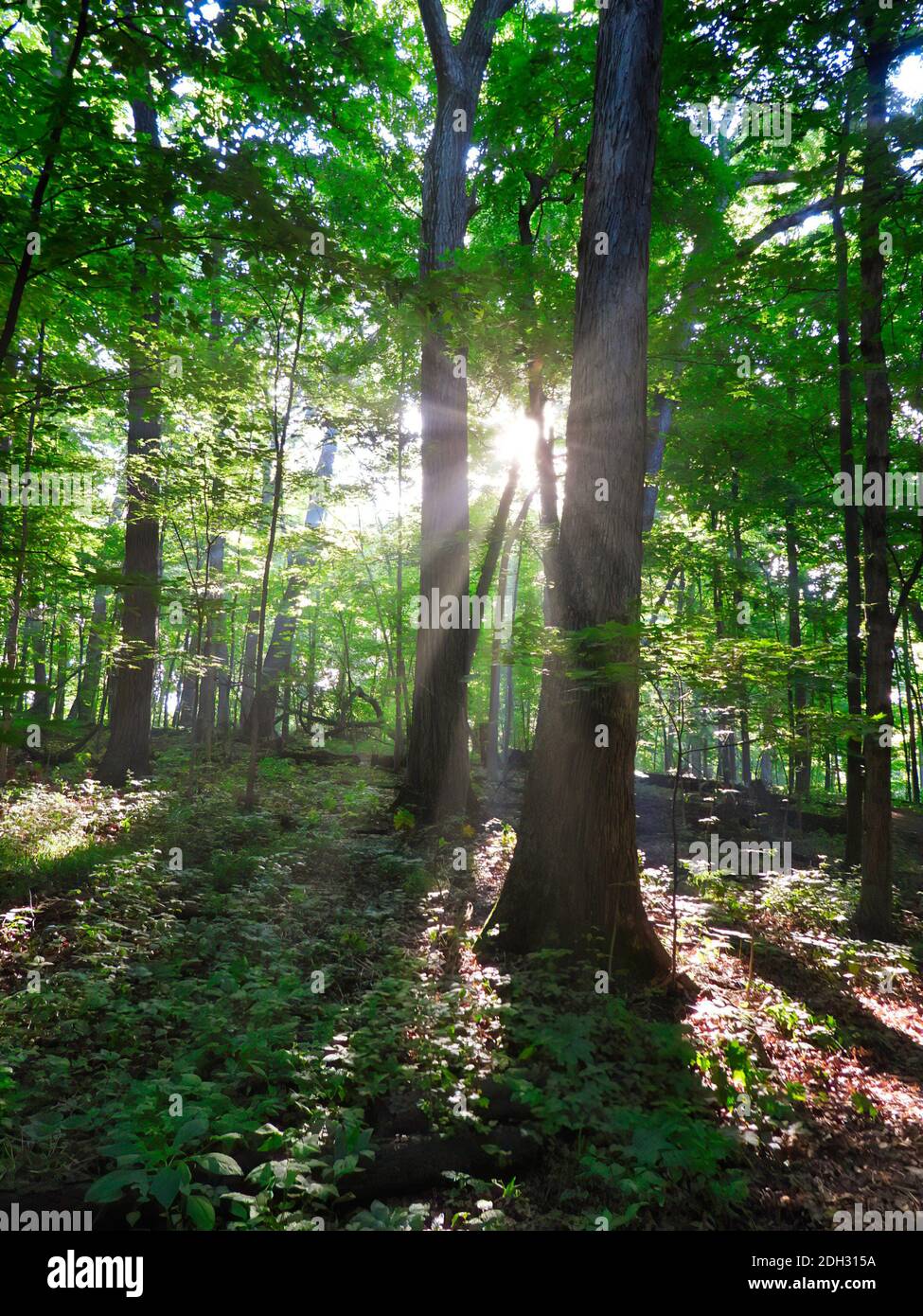 Vista del paesaggio della foresta boscosa con Alba mattutina e raggi del sole che splende attraverso gli alberi mostrando vivaci foglie di albero verde, copertura del terreno, calma Foto Stock
