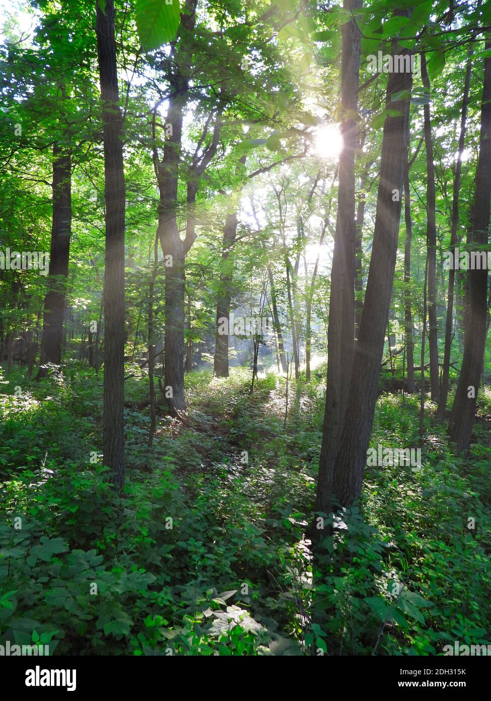 Foresta boscosa Vista paesaggio mattina Alba con raggi di sole splendente Attraverso gli alberi che mostrano vibrante Green Summer Forest crescita calma e Scena tranquilla Foto Stock