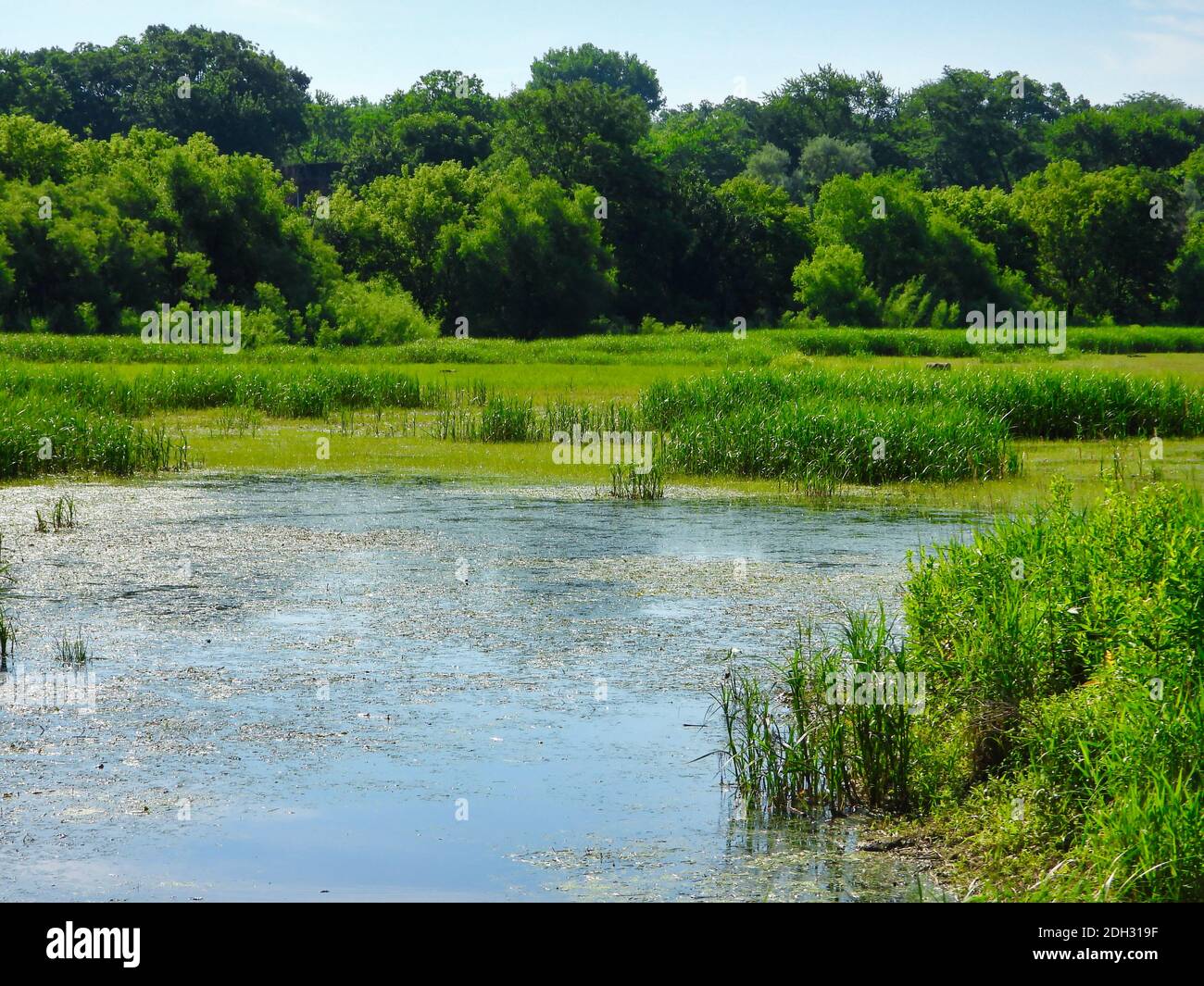 Wetland in a Clearing of the Forest in a Bright Summer Sunny Day with Lush Green Trees, Grass and Cattails circonding Water Shining from the Sunny Foto Stock