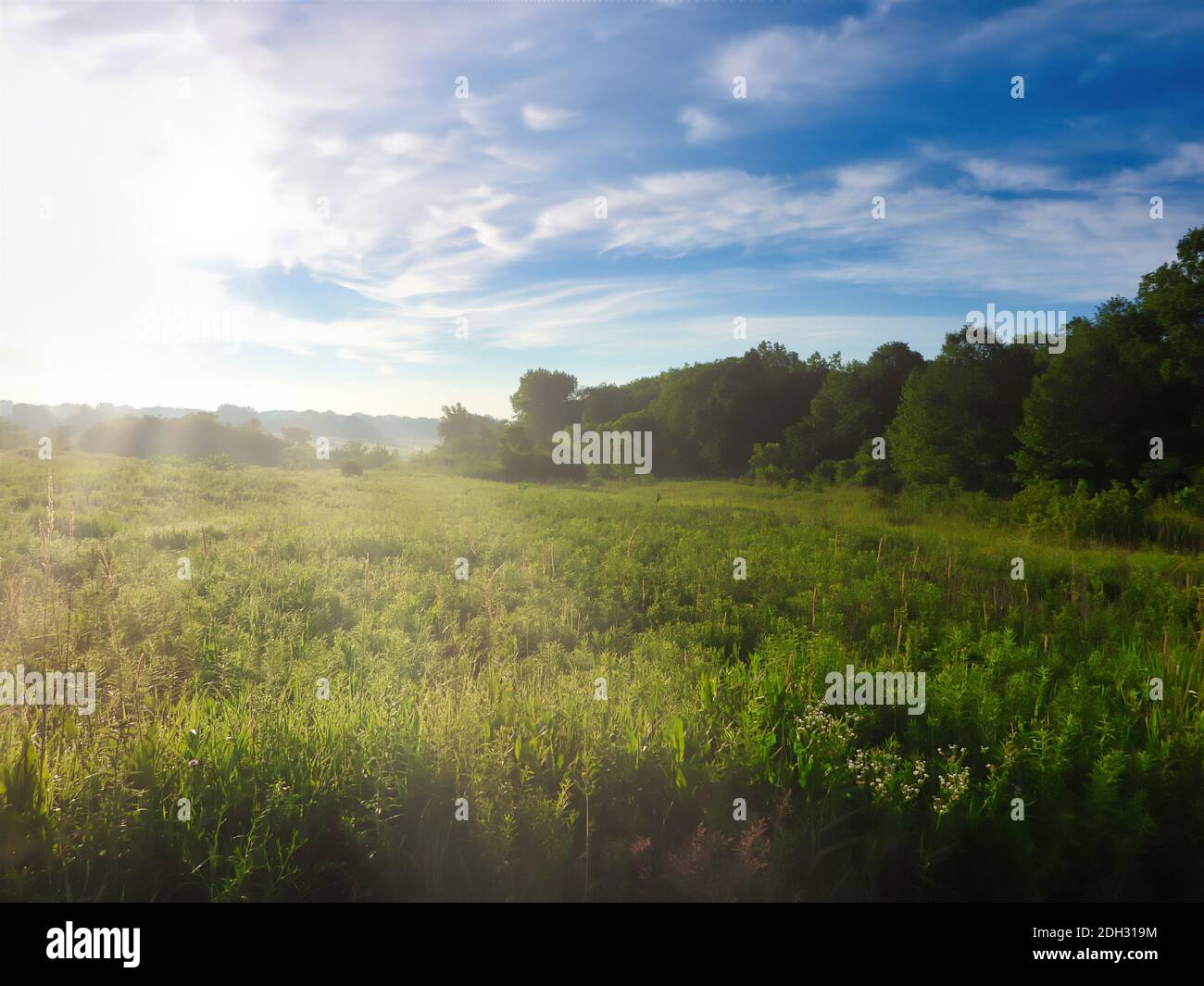 Combinazione di prato Prairie e foresta boscosa linea su un Mattina estiva soleggiata con il sole che passa attraverso con i raggi del sole Mostra il verde dell'estate Foto Stock