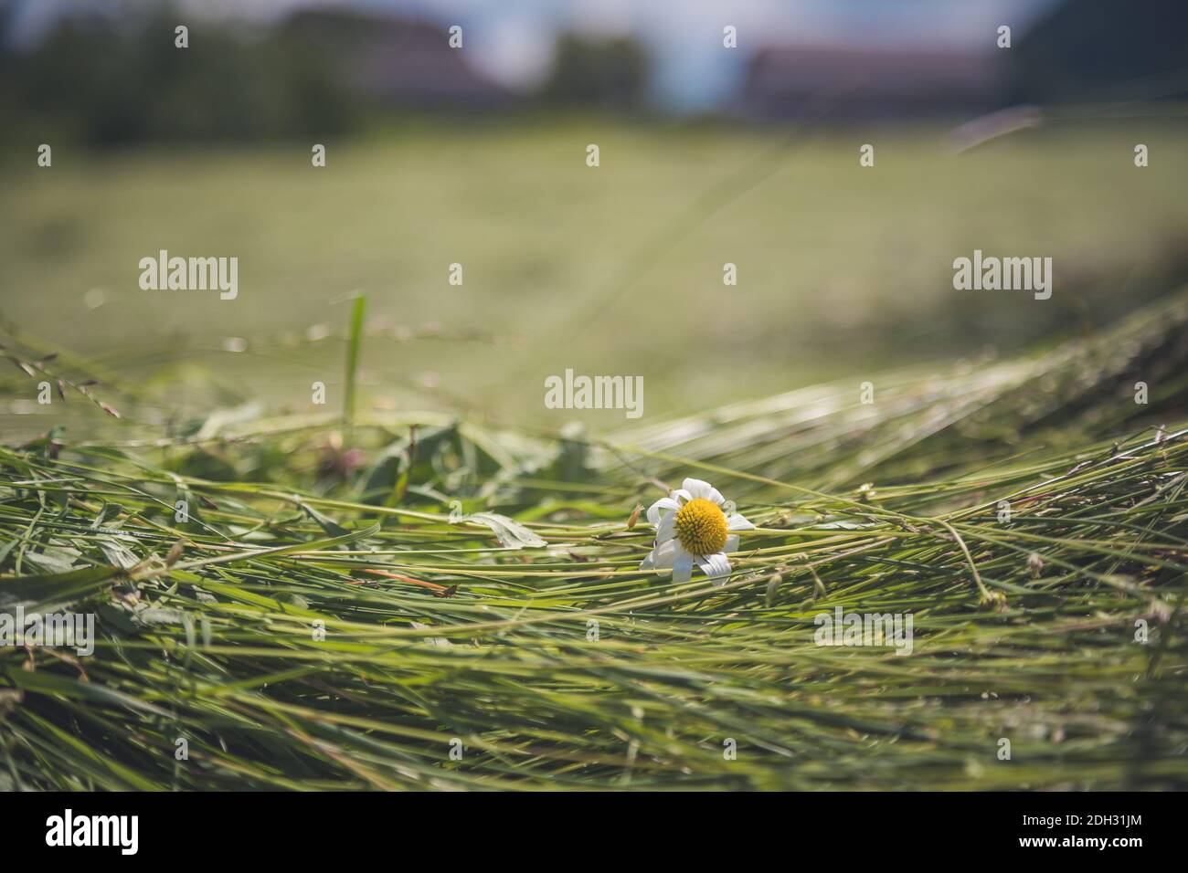 Concetto di fieno agricolo: Primo piano di fieno fresco spostato su un campo Foto Stock
