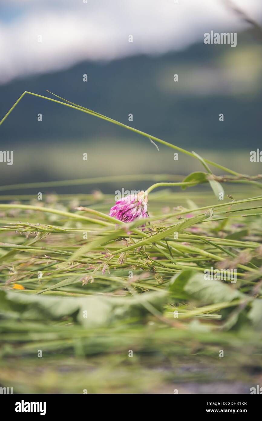 Concetto di fieno agricolo: Primo piano di fieno fresco spostato su un campo Foto Stock