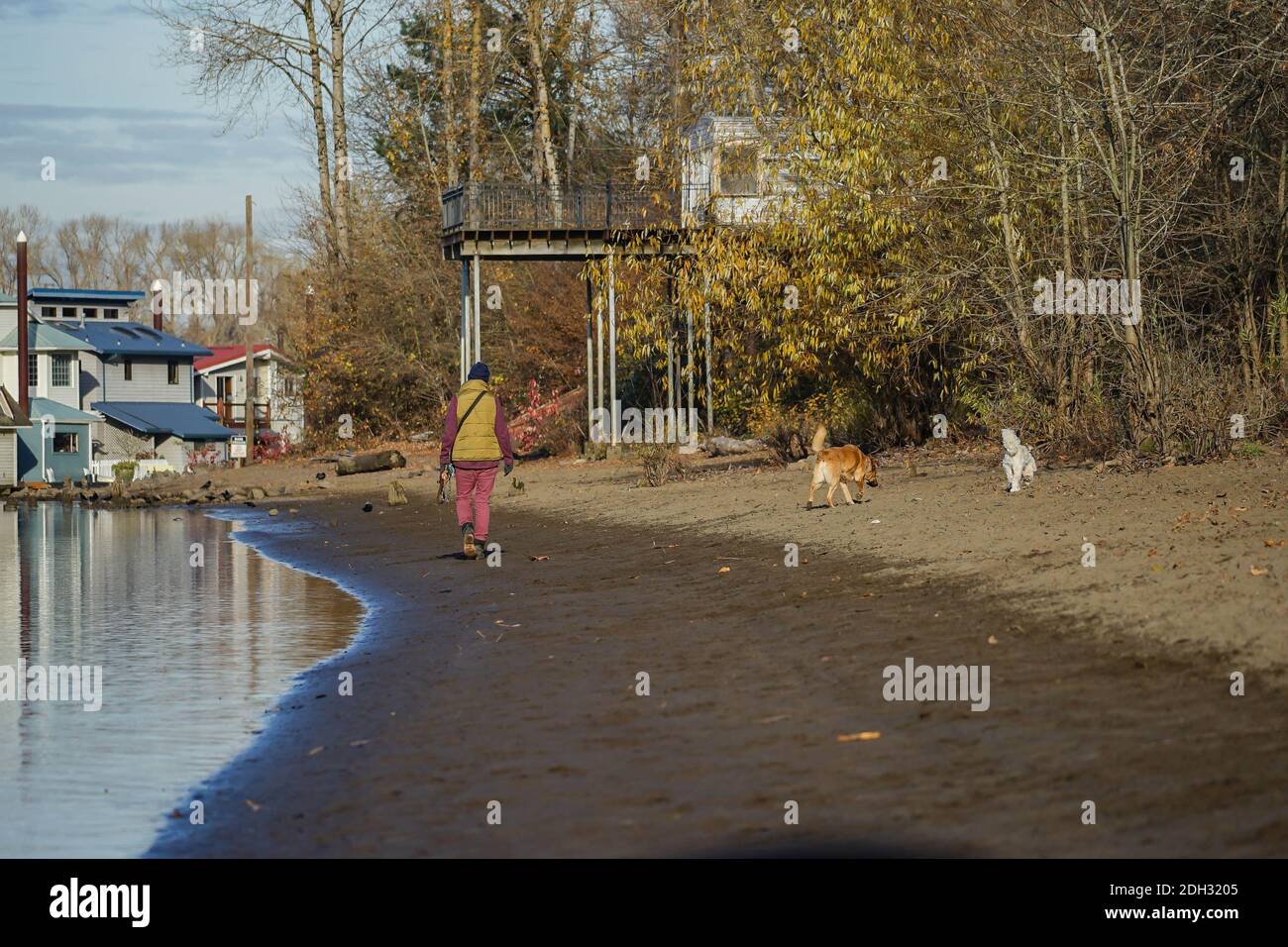 Un uomo cammina i suoi cani sul fronte del fiume Portland, Oregon Foto Stock