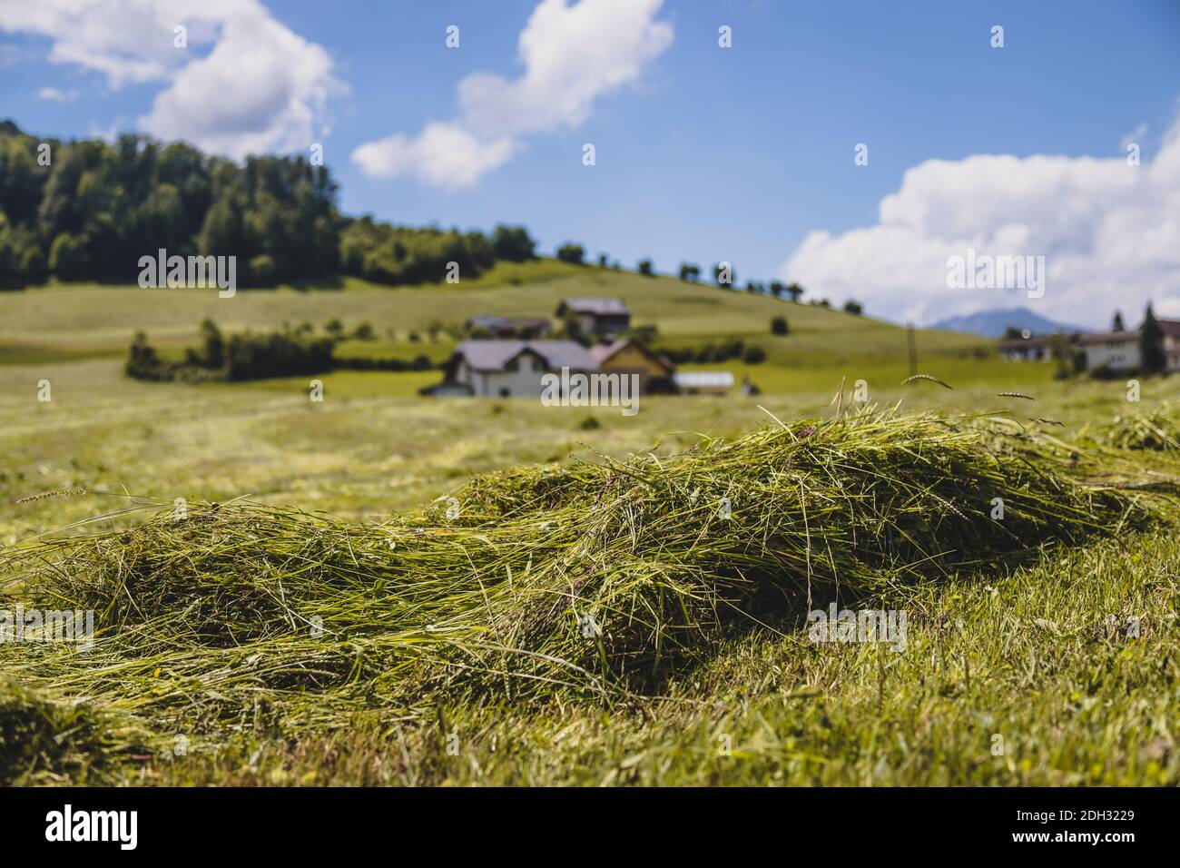 Concetto di fieno agricolo: Primo piano di fieno fresco spostato su un campo Foto Stock