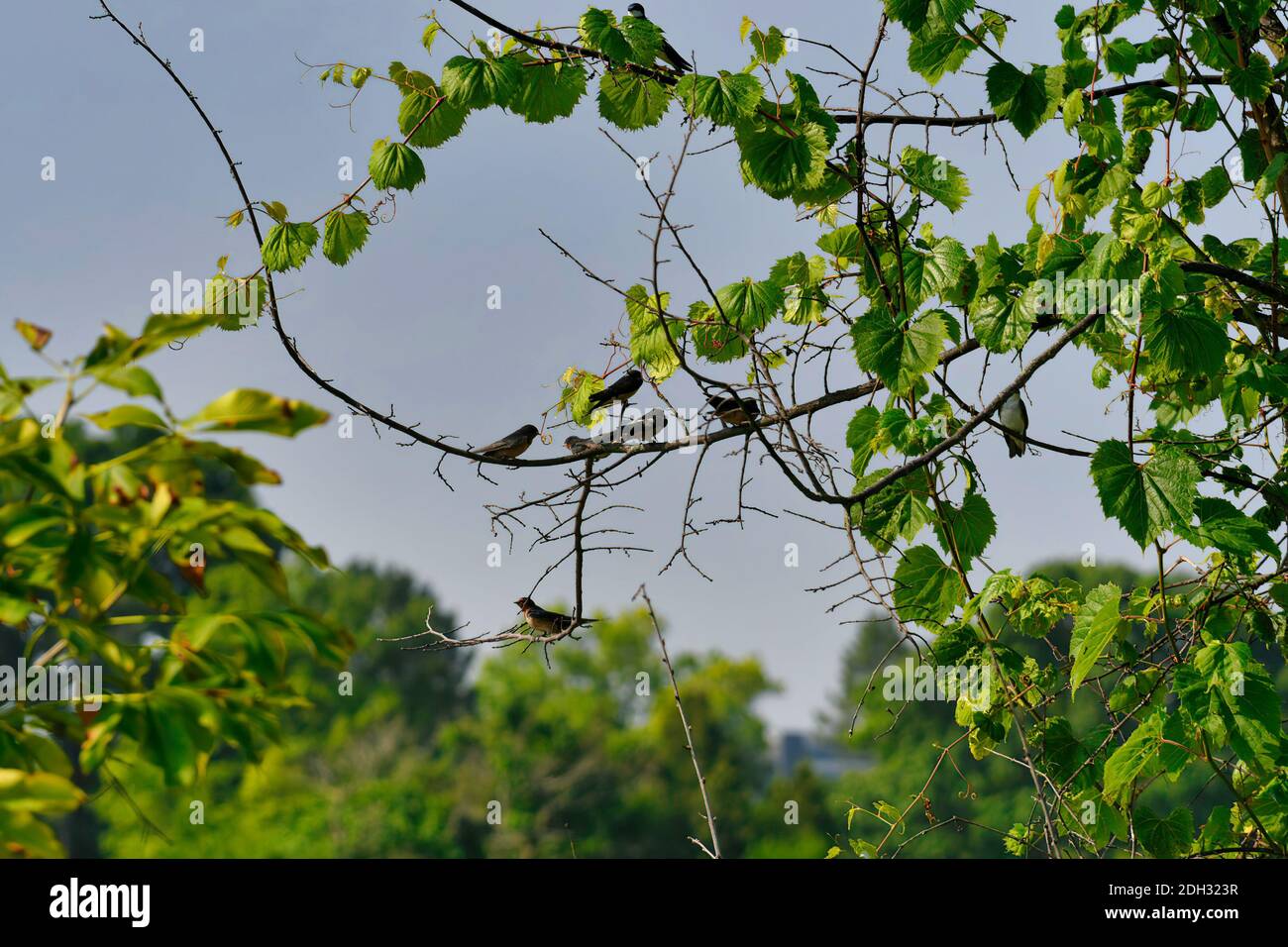 Fienile Swallows uccelli riuniti su un ramo di albero con Foglie verdi e cielo blu in background Foto Stock