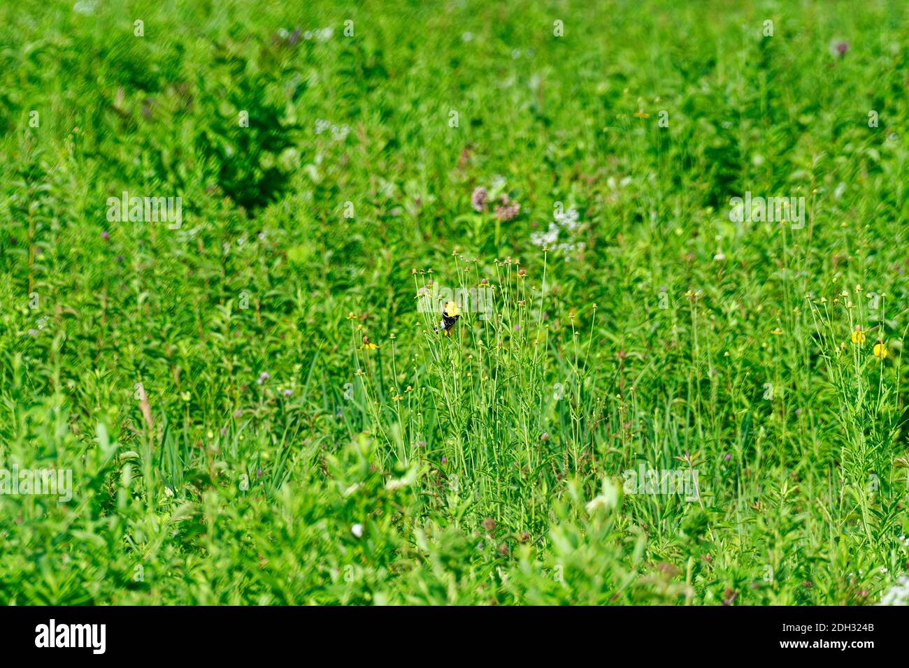 Lone American Goldfinch Bird pende sul fusto di Green Plant Nella Prairie che mostra le sue Feathers giallo e nero Nella bella giornata estiva Foto Stock