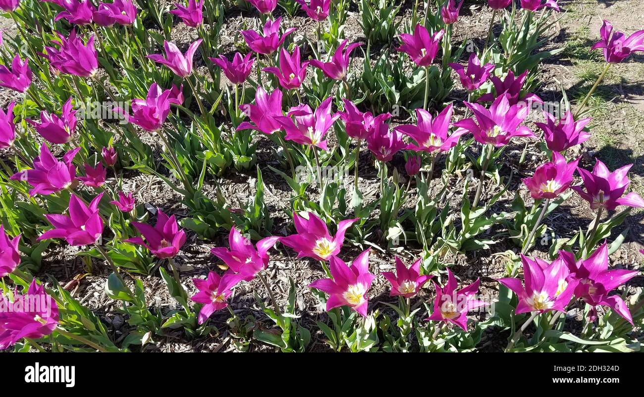 Paesaggio floreale primaverile con un letto fiorito di tulipani viola Foto Stock