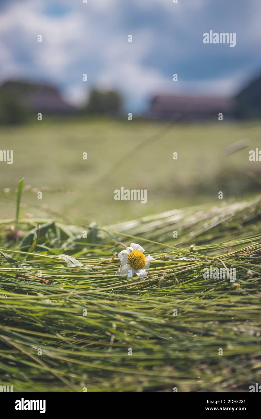 Concetto di fieno agricolo: Primo piano di fieno fresco spostato su un campo Foto Stock