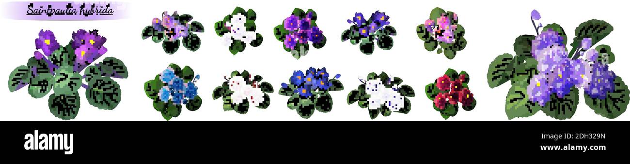 Serie vettoriale di violette africane fiorite con fiori di diverso colori isolati su sfondo bianco Illustrazione Vettoriale