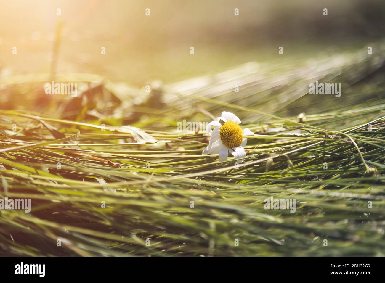 Concetto di fieno agricolo: Primo piano di fieno fresco spostato su un campo Foto Stock