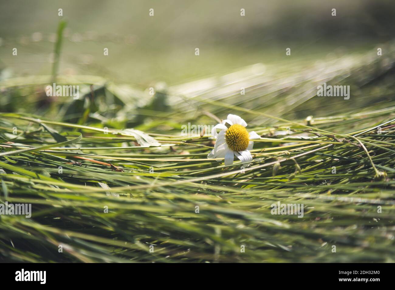 Concetto di fieno agricolo: Primo piano di fieno fresco spostato su un campo Foto Stock