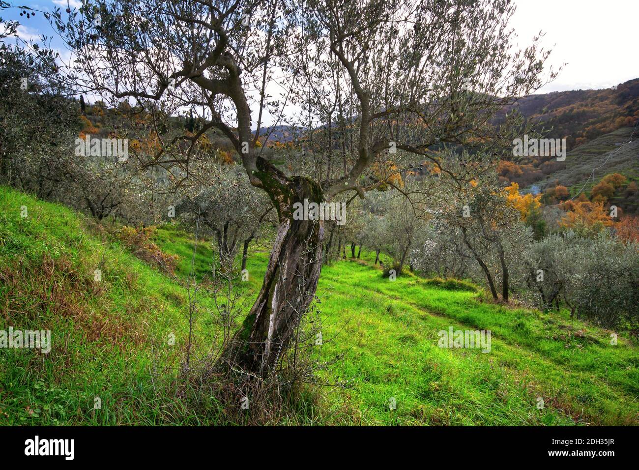 olivo antico su colline in autunno colori di sfondo. Paesaggio autunno toscano Foto Stock