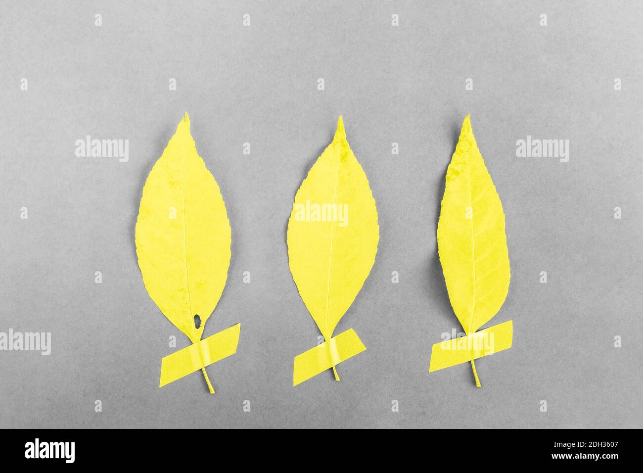 Set di tre foglie gialle autunnali con nastro su sfondo marrone, concetto autunnale Foto Stock