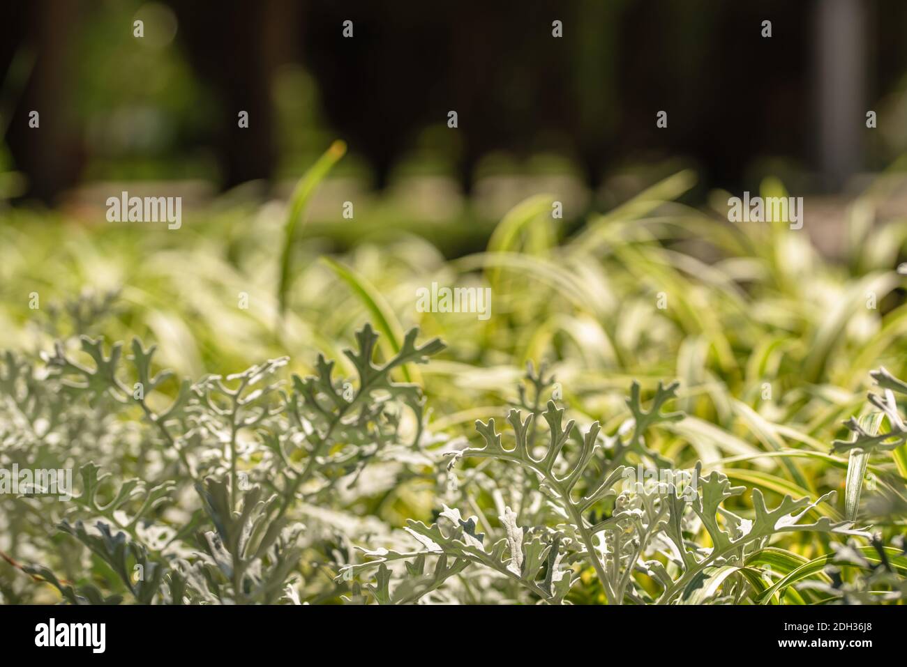 Astratto sfondo naturale di pianta decorativa simile all'erba Foto Stock
