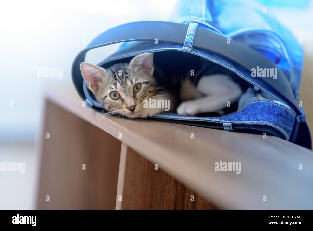 gattino sdraiato all'interno di pantaloni jeans Foto Stock