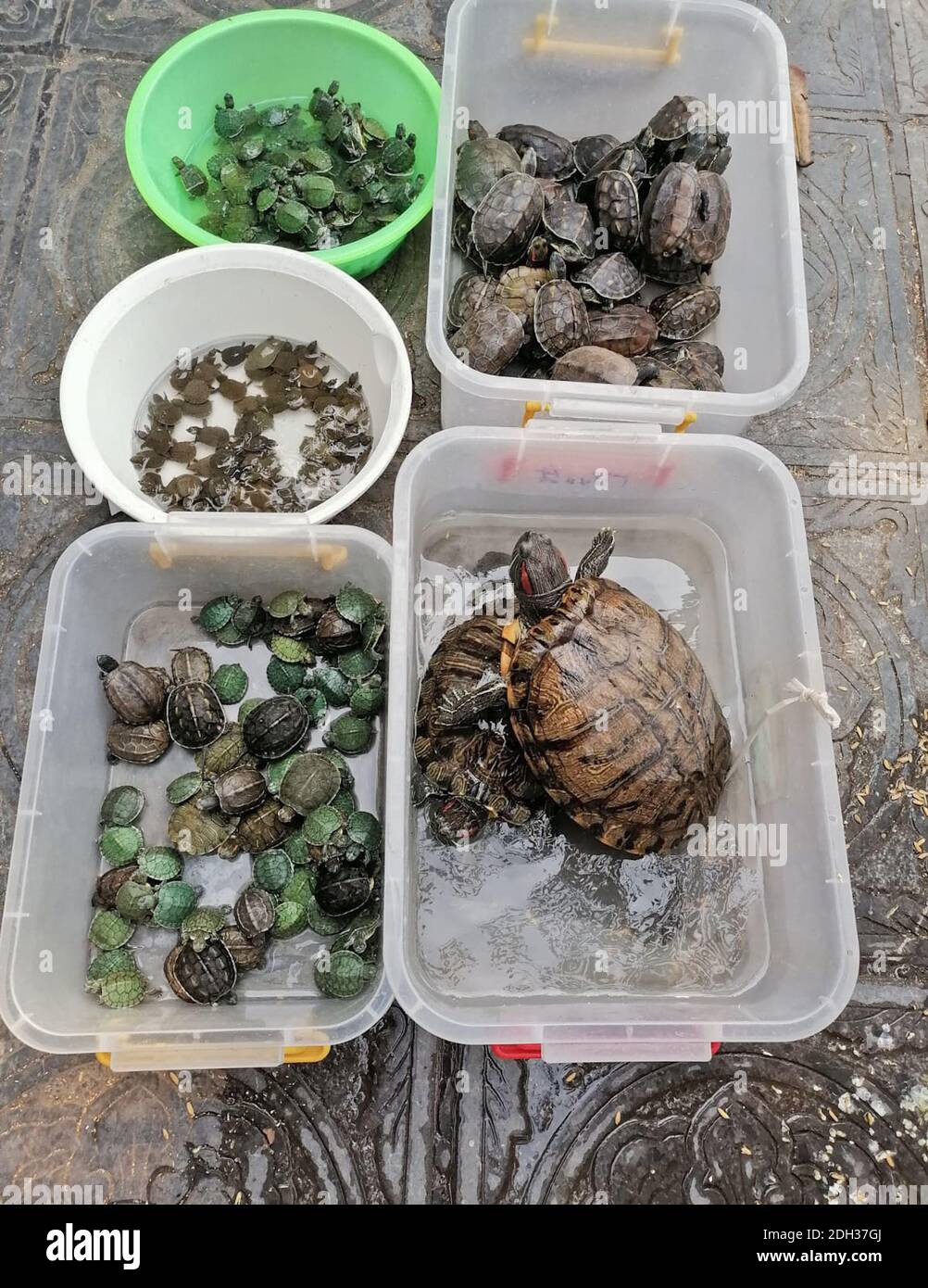 Hanoi, Vietnam - 26 febbraio 2020: Varie tartarughe in vendita su un mercato di strada in Vietnam Foto Stock
