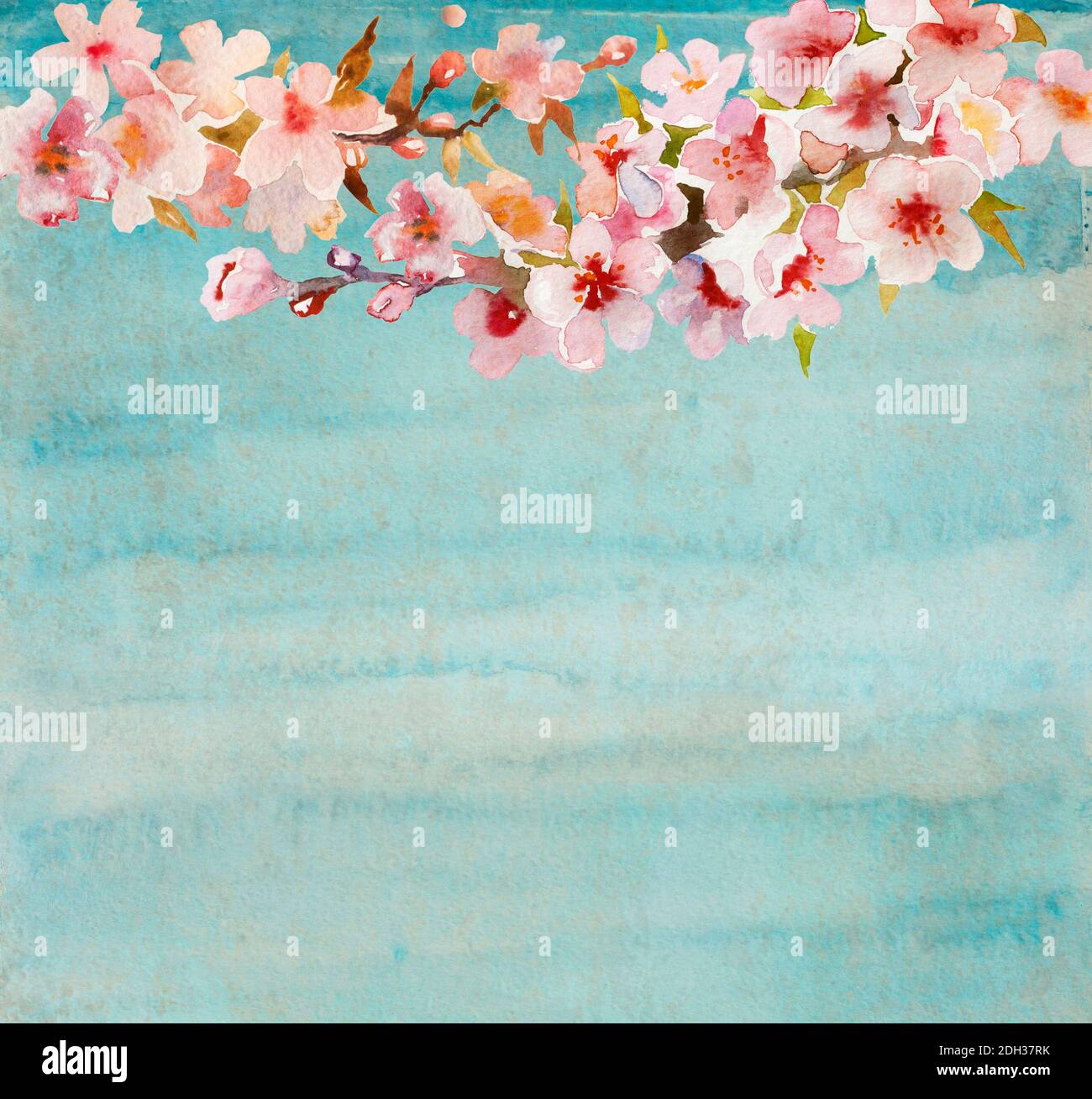 Albicocca in fiore o ramoscello di sakura con fiori, foglie e gemme isolate su sfondo blu o turchese grunge. Illustrazione originale f Foto Stock