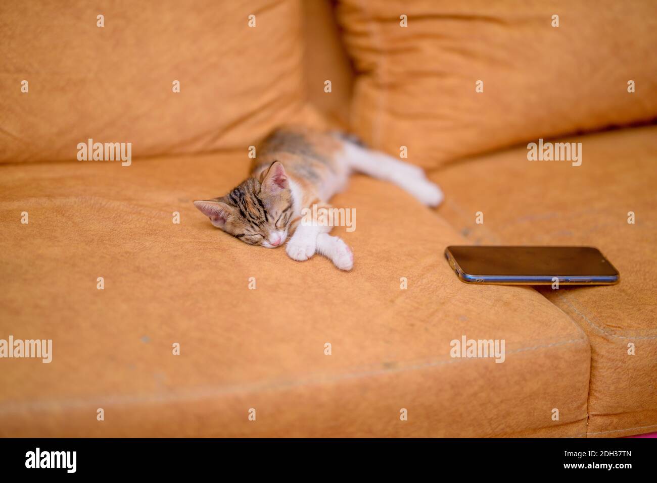 Gattino tabby di due mesi che dorme su sfondo sfocato Foto Stock