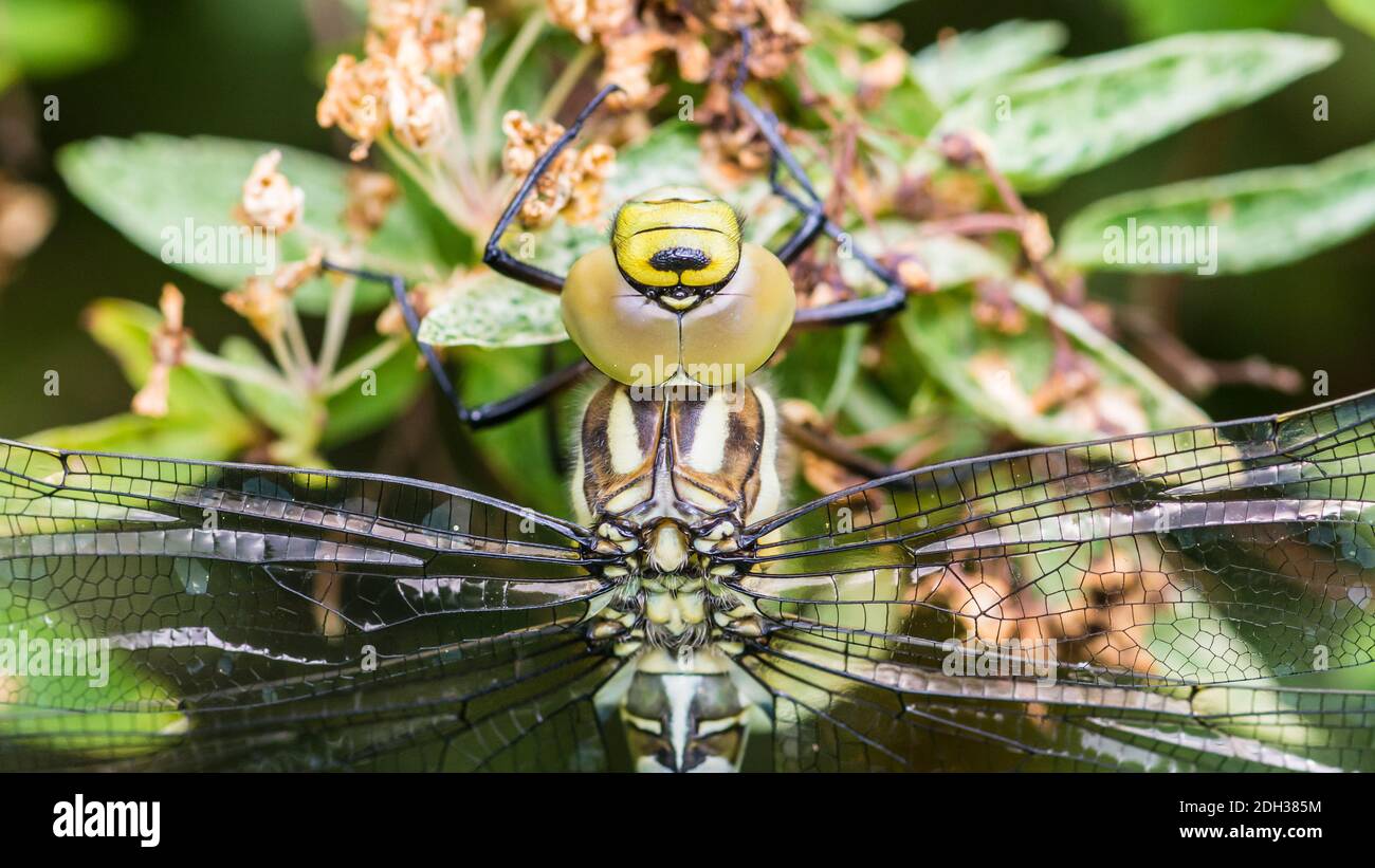 Una ripresa macro di un southern hawker dragonfly. Foto Stock
